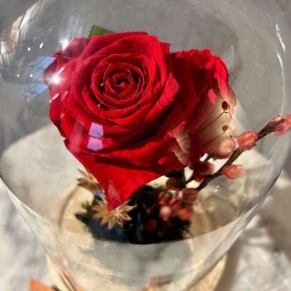 Cúpula rosa roja preservada grande de floristería Viserchi en Madrid