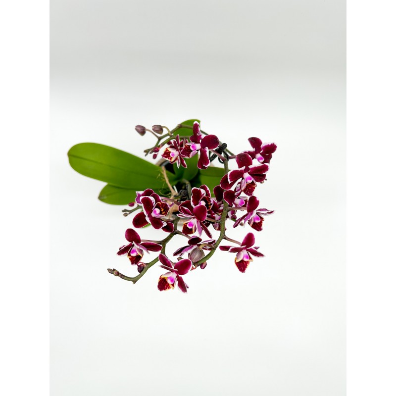 Comprar mini orquídea pequeña con macetero de cerámica de diseño de floristería Viserchi, floristería en Arganzuela, Madrid.