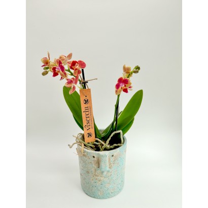 Comprar mini orquídea salmón con macetero de cerámica de diseño de floristería Viserchi, floristería en Arganzuela, Madrid.