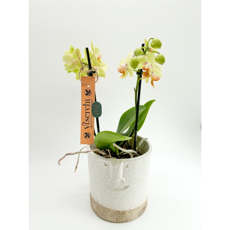 Comprar mini orquídea verde con macetero de cerámica de diseño de floristería Viserchi, floristería en Arganzuela, Madrid.