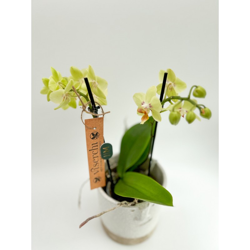 Comprar mini orquídea verde con macetero de cerámica de diseño de floristería Viserchi, floristería en Arganzuela, Madrid.
