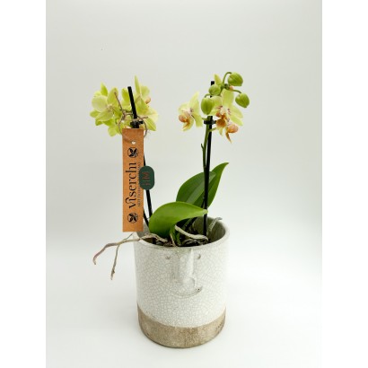 Comprar mini orquídea verde con macetero de cerámica de diseño de floristería Viserchi, floristería en Arganzuela, Madrid.