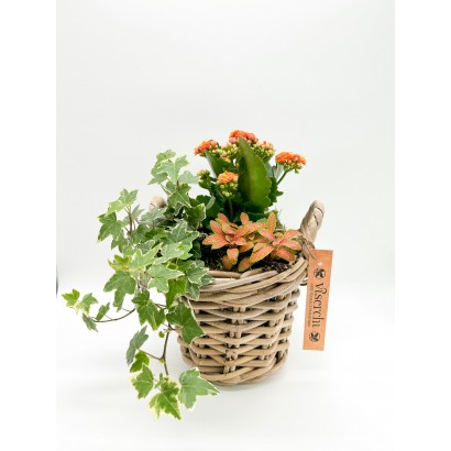 Cesta de plantas modelo Arganzuela de floristería Viserchi, floristería en Arganzuela, Madrid