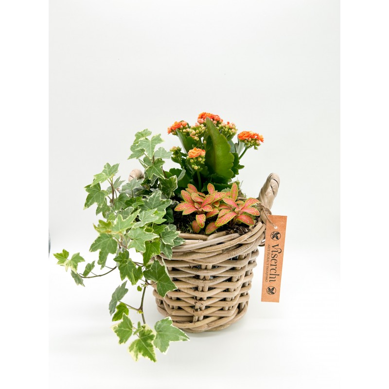 Cesta de plantas modelo Arganzuela de floristería Viserchi, floristería en Arganzuela, Madrid Cesta de plantas modelo Arganzuela de floristería Viserchi, floristería en Arganzuela, Madrid