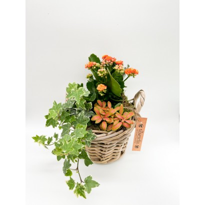 Cesta de plantas modelo Arganzuela de floristería Viserchi, floristería en Arganzuela, Madrid