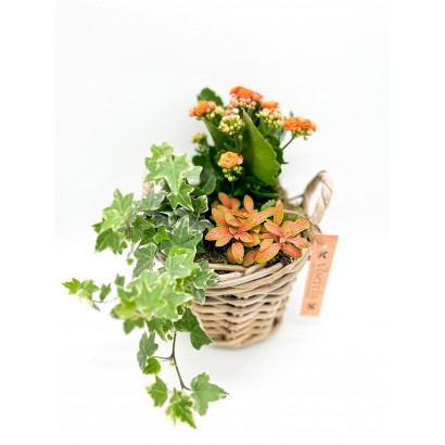 Cesta de plantas modelo Arganzuela de floristería Viserchi, floristería en Arganzuela, Madrid