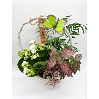 Cesta de plantas modelo Barrio de los Metales en mimbre blanco de floristería Viserchi, floristería en Arganzuela, Madrid