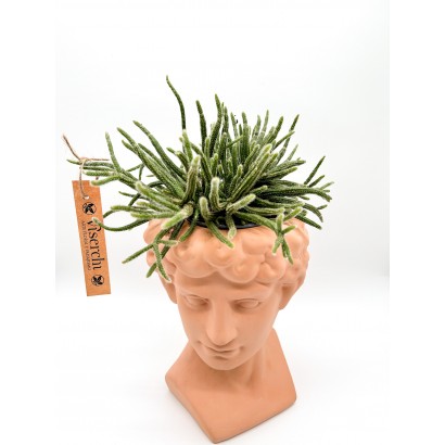 Comprar maceta busto de Miguel Ángel con cactus en floristería en Viserchi en Arganzuela, Madrid. Comprar macetas en Arganzuela
