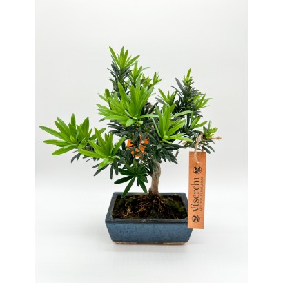 Bonsai Podocarpus 5 años de floristería Viserchi,floristería en Arganzuela, Madrid