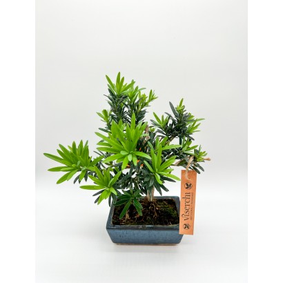 Bonsai Podocarpus 5 años de floristería Viserchi,floristería en Arganzuela, Madrid