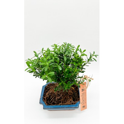 Comprar bonsai Buxus Harlandii de 6 años de antigüedad en floristería en Arganzuela. Floristería Viserchi en Madrid.