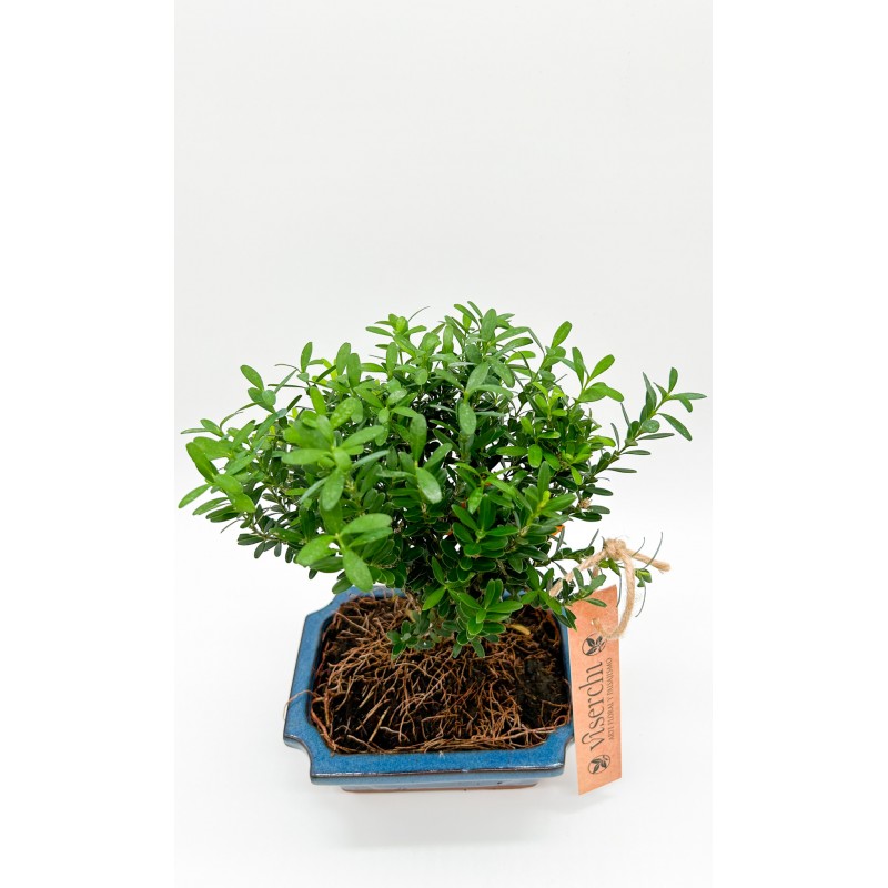 Comprar bonsai Buxus Harlandii de 6 años de antigüedad en floristería en Arganzuela. Floristería Viserchi en Madrid.