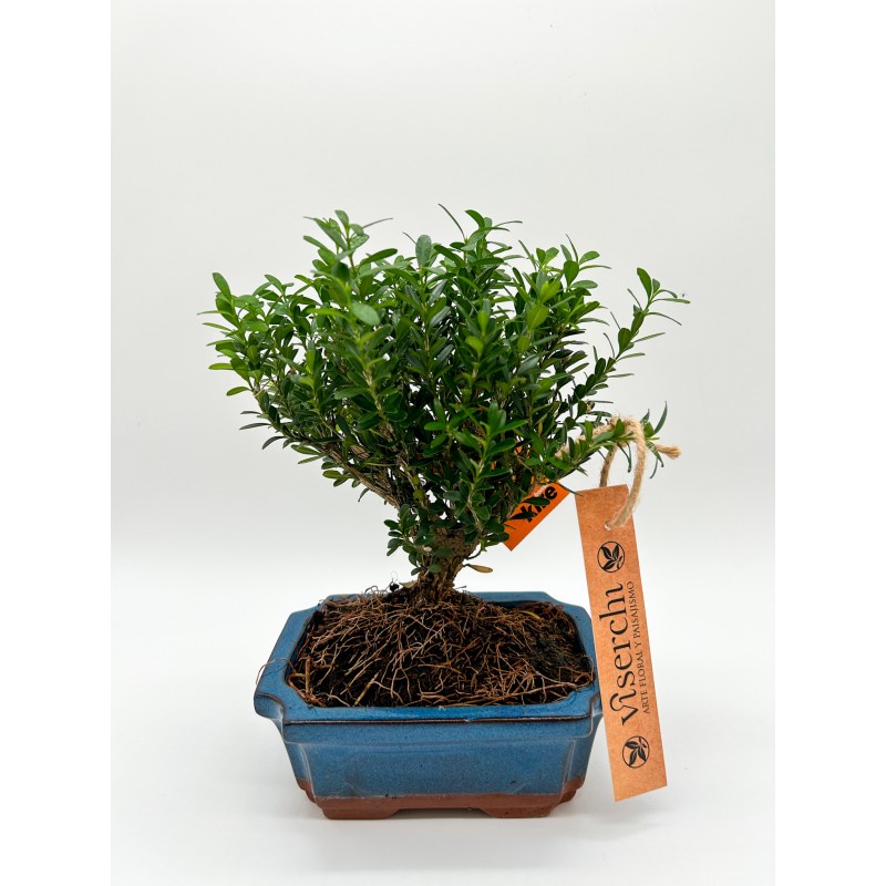 Comprar bonsai Buxus Harlandii de 6 años de antigüedad en floristería en Arganzuela. Floristería Viserchi en Madrid.
