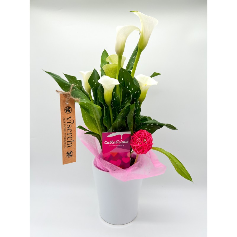 comprar cala blanca con maceta cerámica de floristería Viserchi, floristería en Arganzuela, Madrid
