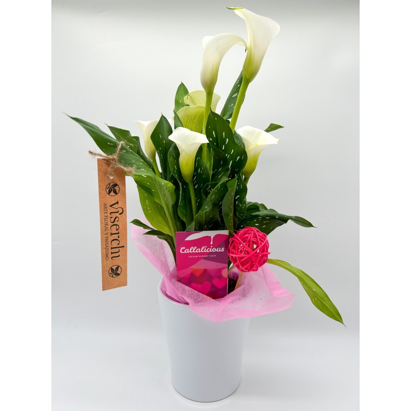 comprar cala blanca con maceta cerámica de floristería Viserchi, floristería en Arganzuela, Madrid