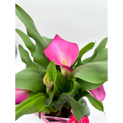 Comprar planta cala rosa en maceta de cerámica rosa de floristería Viserchi, floristería en Arganzuela, Madrid