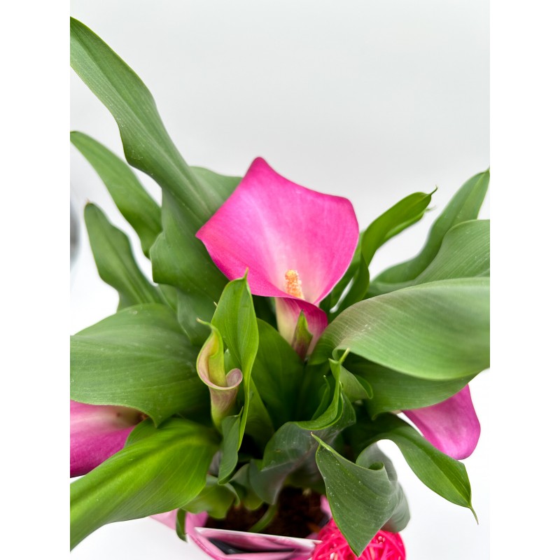 Comprar planta cala rosa en maceta de cerámica rosa de floristería Viserchi, floristería en Arganzuela, Madrid