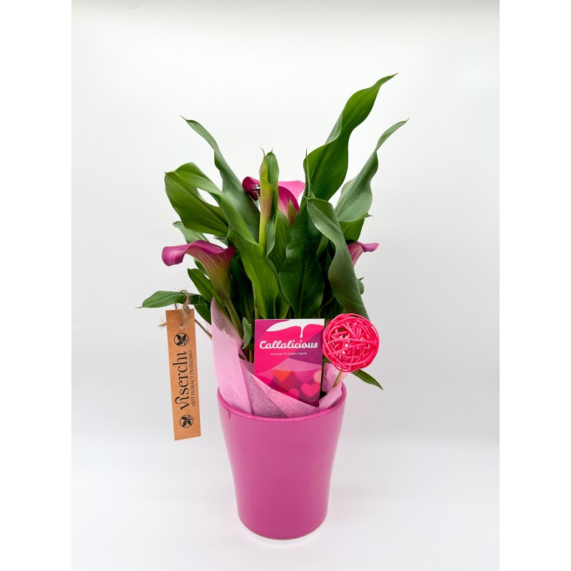 Comprar planta cala rosa en maceta de cerámica rosa de floristería Viserchi, floristería en Arganzuela, Madrid