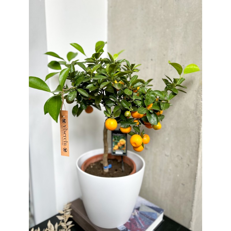 Comprar frutal Calamondín "Naranjito" en floristería en Viserchi en Arganzuela, Madrid. Comprar macetas en Arganzuela.