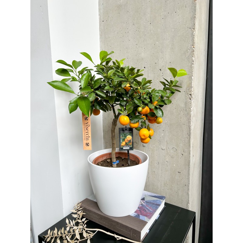 Comprar frutal Calamondín "Naranjito" en floristería en Viserchi en Arganzuela, Madrid. Comprar macetas en Arganzuela.