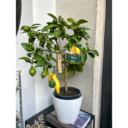 Comprar frutal Limonero "Citrus Limon" en floristería Viserchi en Arganzuela, Madrid. Comprar frutal en Arganzuela.