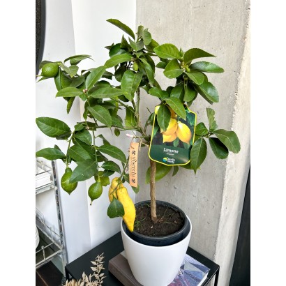 Comprar frutal Limonero "Citrus Limon" en floristería Viserchi en Arganzuela, Madrid. Comprar frutal en Arganzuela.