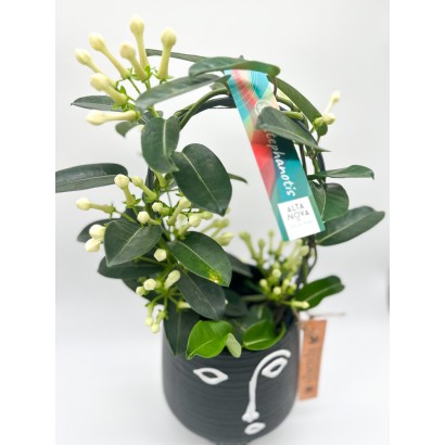 STEPHANOTIS O JAZMÍN DE...