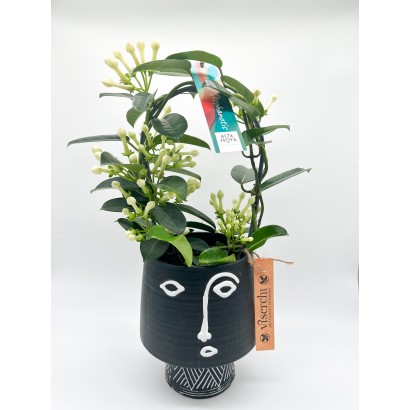 STEPHANOTIS O JAZMÍN DE...