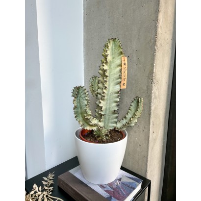 Comprar Euphorbia verde claro en floristería Viserchi, floristería en Arganzuela, Madrid
