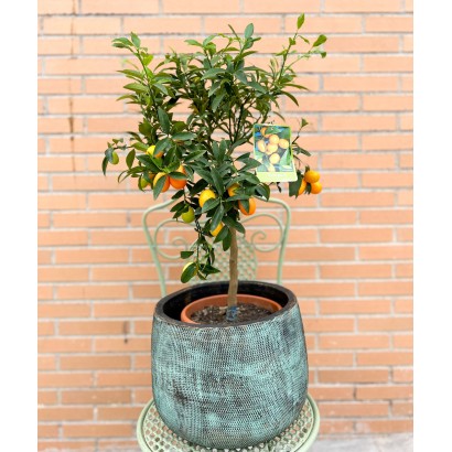 Kumquat naranjo enano de exterior de floristería Viserchi, floristería en Arganzuela, Madrid