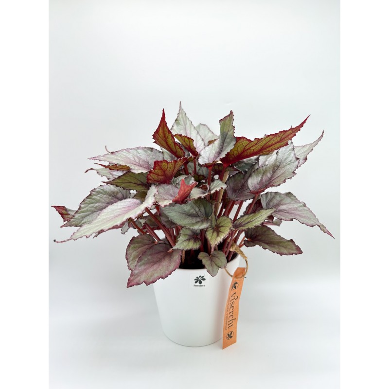 Comprar Begonia Rex con macetero de cerámica de floristería Viserchi en Arganzuela, Madrid