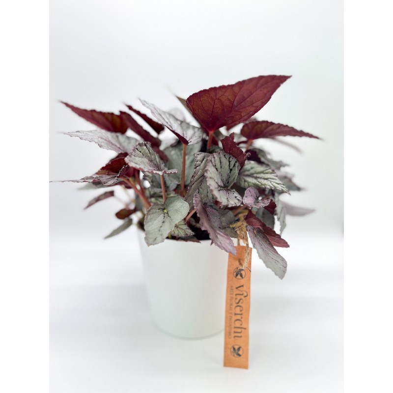 Comprar Begonia Rex con macetero de cerámica de floristería Viserchi en Arganzuela, Madrid