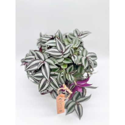 Comprar tradescantia con macetero de cerámica de floristería Viserechi, floristería en Arganzuela, Madrid