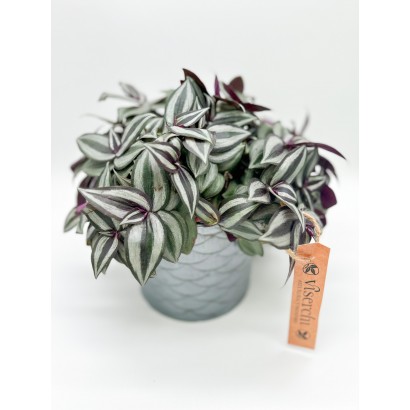Comprar tradescantia con macetero de cerámica de floristería Viserechi, floristería en Arganzuela, Madrid