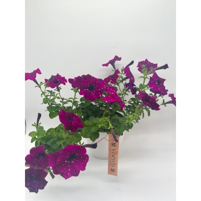 Comprar petunias de floristería Viserechi, floristería en Arganzuela, Madrid
