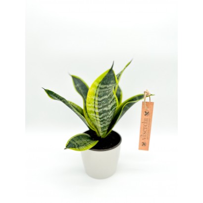 Comprar sansevieria pequeña con macetero de plástico de floristería Viserechi, floristería en Arganzuela, Madrid