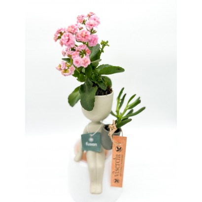 Comprar musas de cerámica con plantas resistentes de floristería Viserchi, floristería en Arganzuela, Madrid