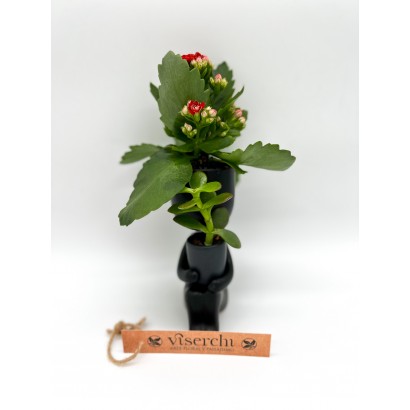 Comprar musas de cerámica con plantas resistentes de floristería Viserchi, floristería en Arganzuela, Madrid