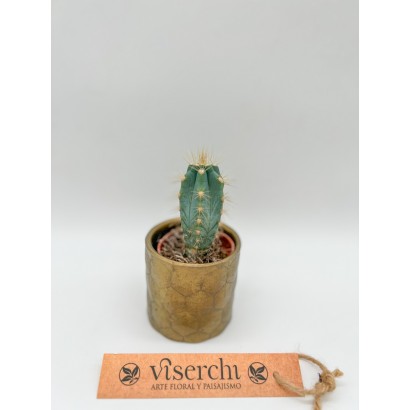 Comprar cactus XS de floristería Viserchi en Arganzuela, Madrid