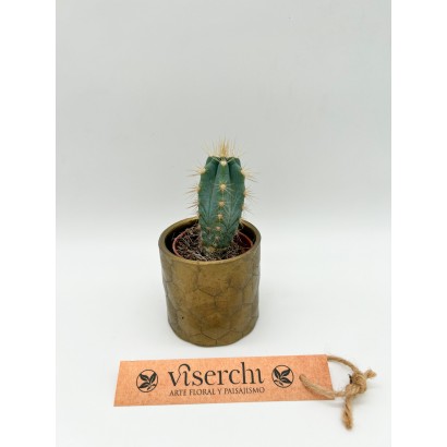 Comprar cactus XS de floristería Viserchi en Arganzuela, Madrid