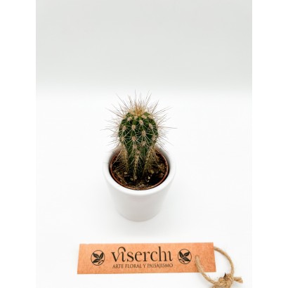 Comprar cactus XS de floristería Viserchi en Arganzuela, Madrid