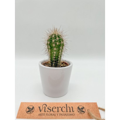 Comprar cactus XS de floristería Viserchi en Arganzuela, Madrid