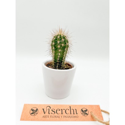 Comprar cactus XS de floristería Viserchi en Arganzuela, Madrid