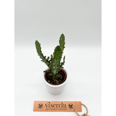 Comprar cactus XS de floristería Viserchi en Arganzuela, Madrid