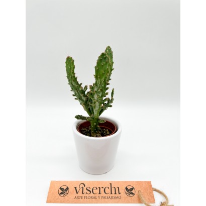 Comprar cactus XS de floristería Viserchi en Arganzuela, Madrid