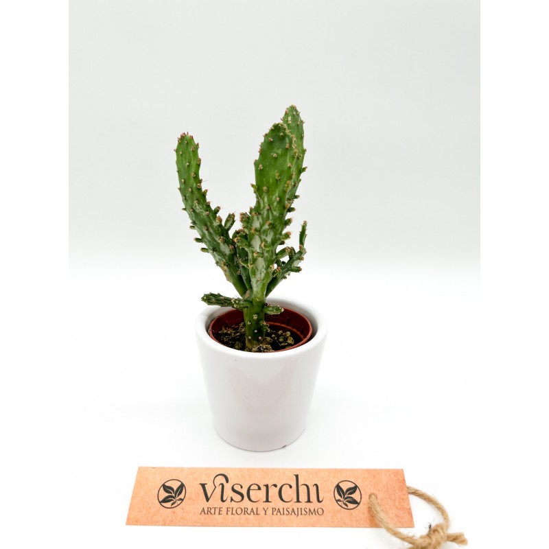 Comprar cactus XS de floristería Viserchi en Arganzuela, Madrid