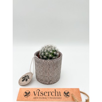 Comprar cactus XS de floristería Viserchi en Arganzuela, Madrid