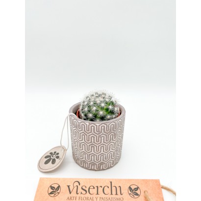 Comprar cactus XS de floristería Viserchi en Arganzuela, Madrid