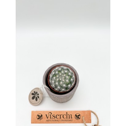 Comprar cactus XS de floristería Viserchi en Arganzuela, Madrid