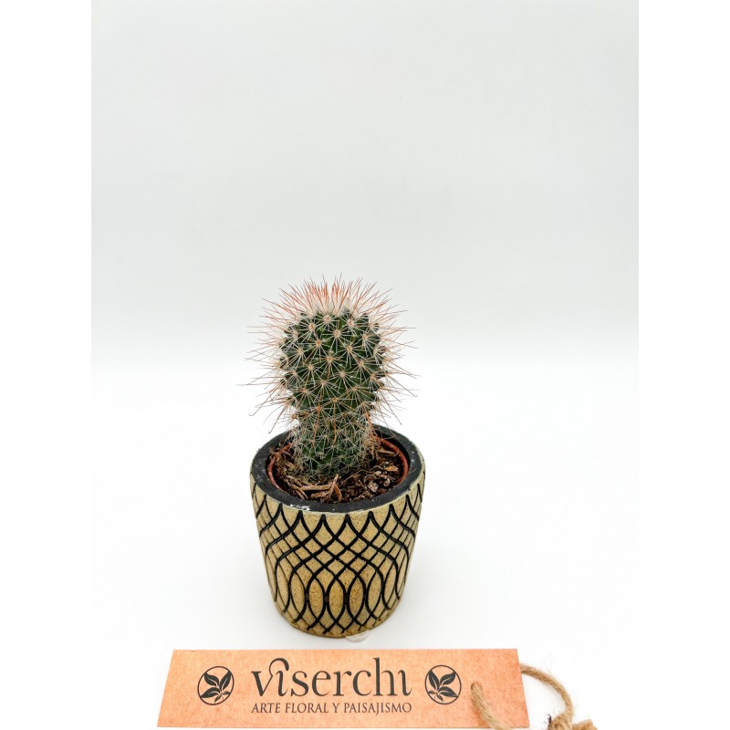 Comprar cactus XS de floristería Viserchi en Arganzuela, Madrid